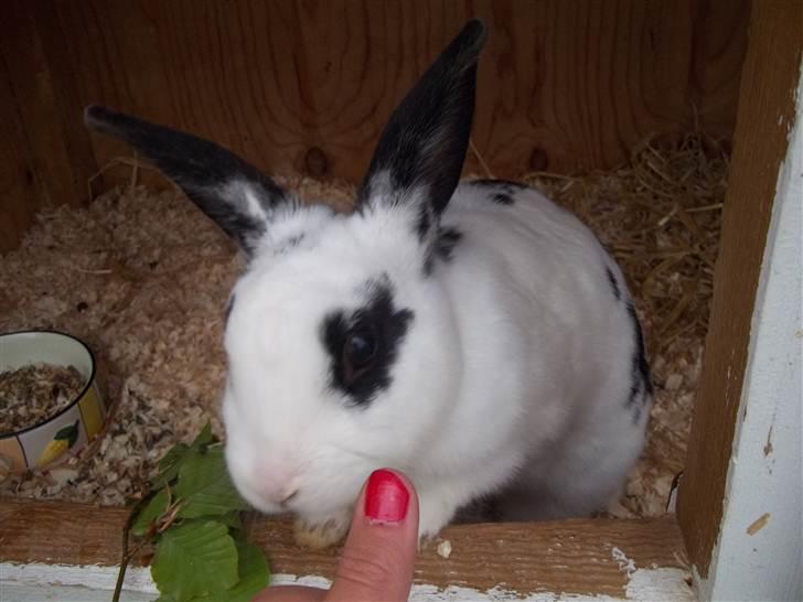 Kanin Stald trekløvers Plet  billede 3