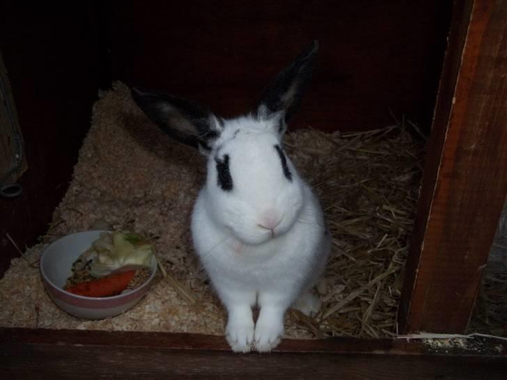 Kanin Stald trekløvers Plet  billede 4