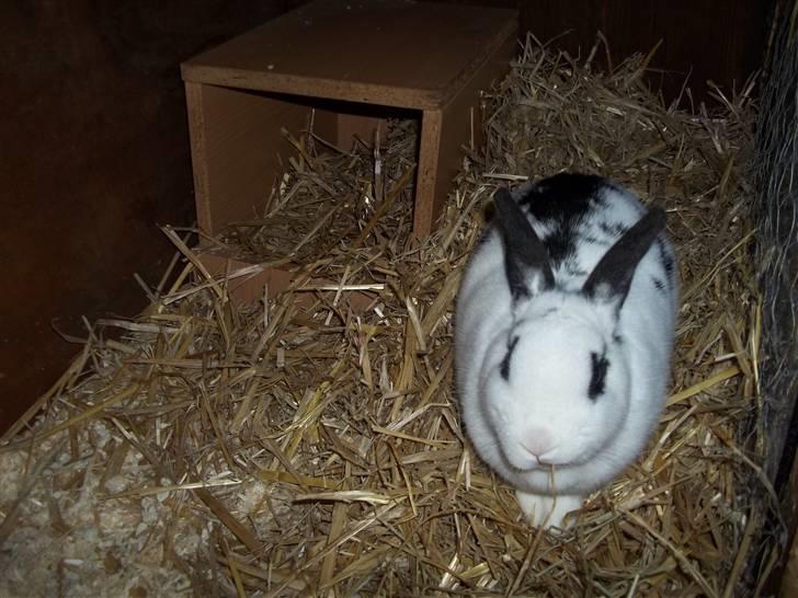 Kanin Stald trekløvers Plet  billede 5