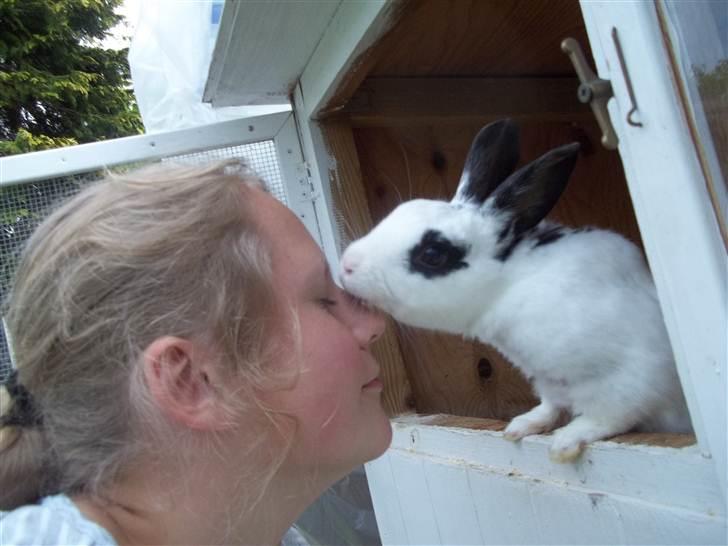 Kanin Stald trekløvers Plet  billede 6