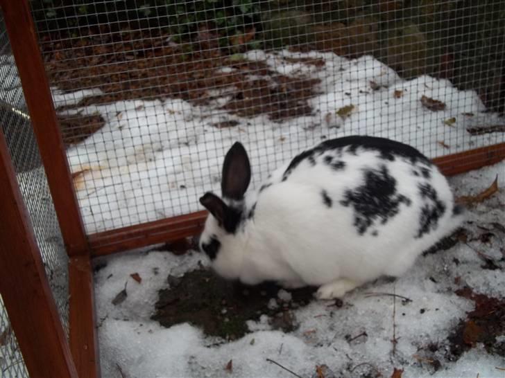 Kanin Stald trekløvers Plet  billede 7