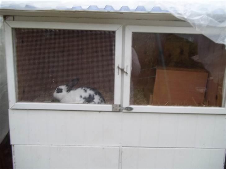 Kanin Stald trekløvers Plet  billede 8