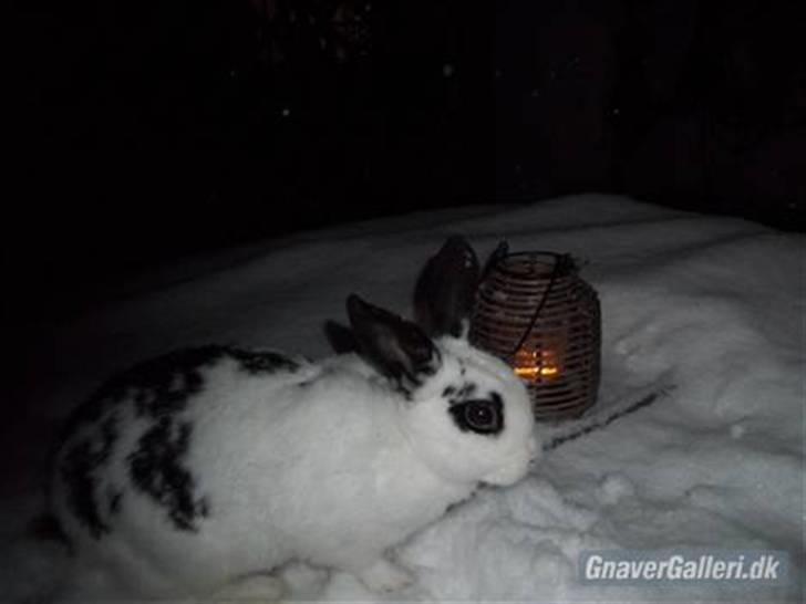 Kanin Stald trekløvers Plet  billede 9