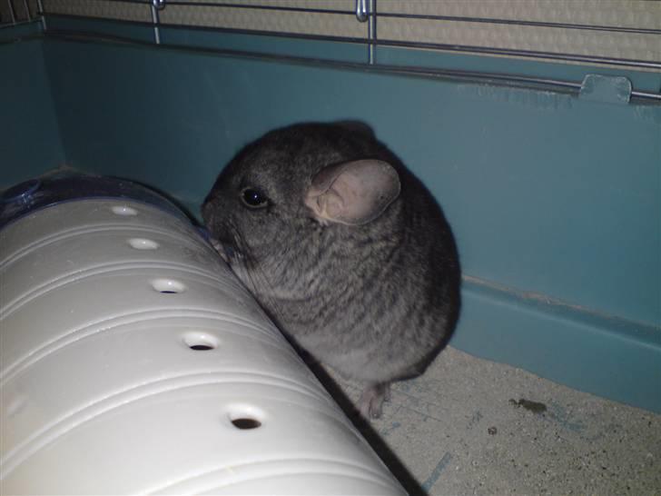 Chinchilla zipo billede 5