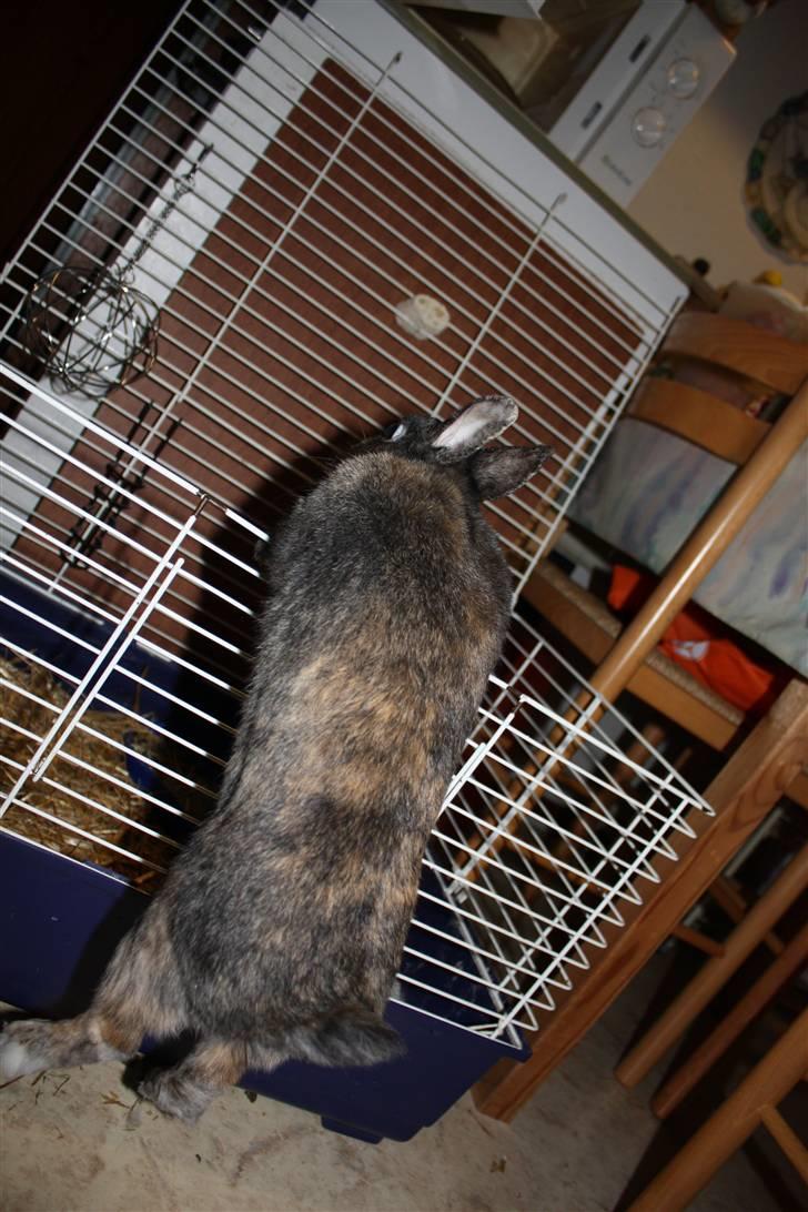 Kanin Lucky R.I.P 21/10-12 billede 11