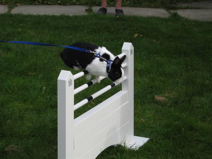 Kanin Ålbækkegårds Herbert Andersen billede 16