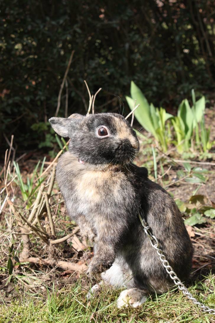 Kanin Lucky R.I.P 21/10-12 billede 12