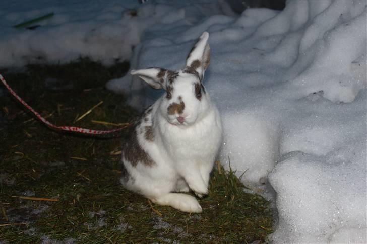 Kanin Winds Pandoriana Pandora billede 2