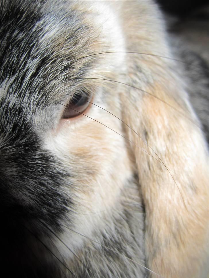 Kanin Asil † R.I.P † Savn - elsker det billede  billede 14