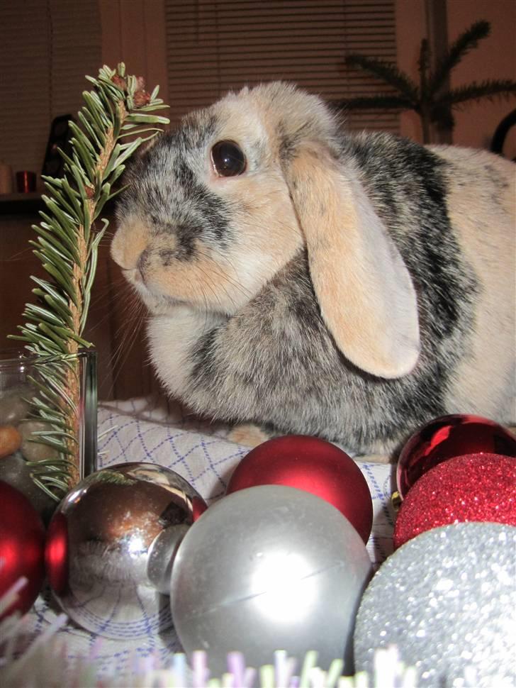 Kanin Asil † R.I.P † Savn billede 15