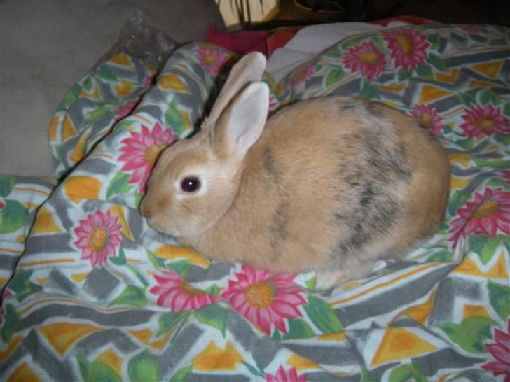 Kanin Nemo Min Pige.. <3 billede 1