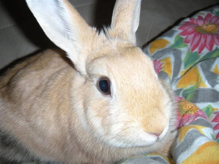 Kanin Nemo Min Pige.. <3 billede 2