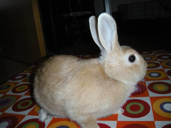 Kanin Nemo Min Pige.. <3 billede 7