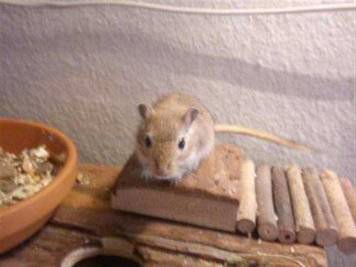 Ørkenrotte Kaptajn Amerika billede 9