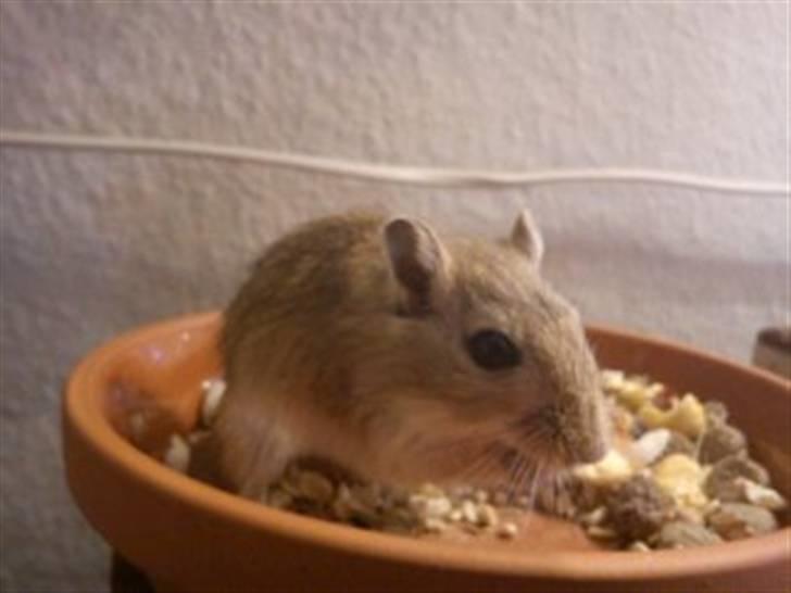 Ørkenrotte Kaptajn Amerika billede 10