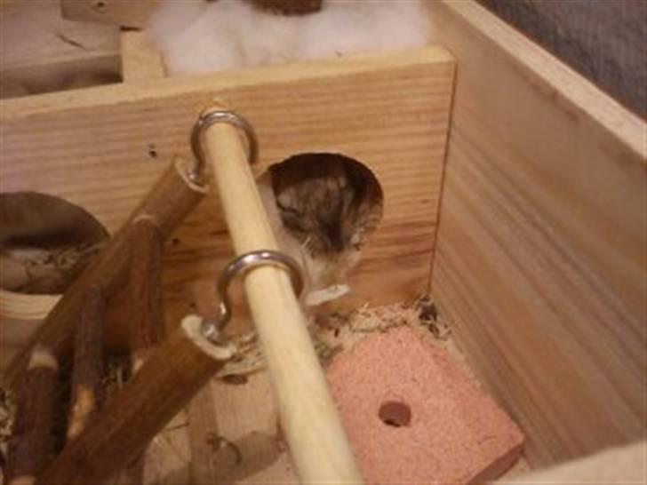 Ørkenrotte Ghostrider  - Guffe der ligger og sover :) billede 13