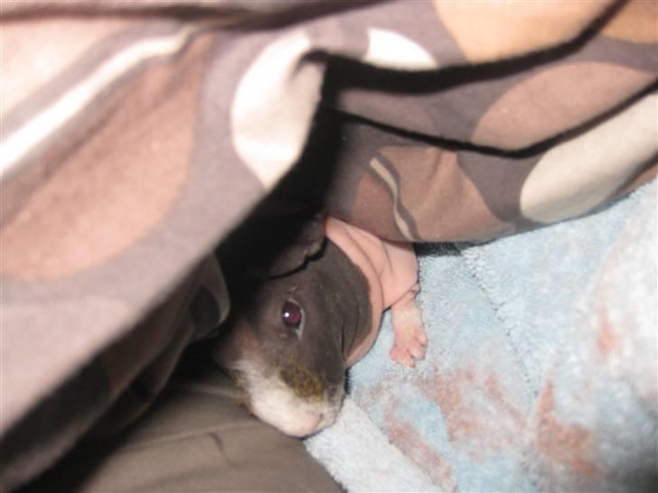 Marsvin Berta R.I.P billede 7