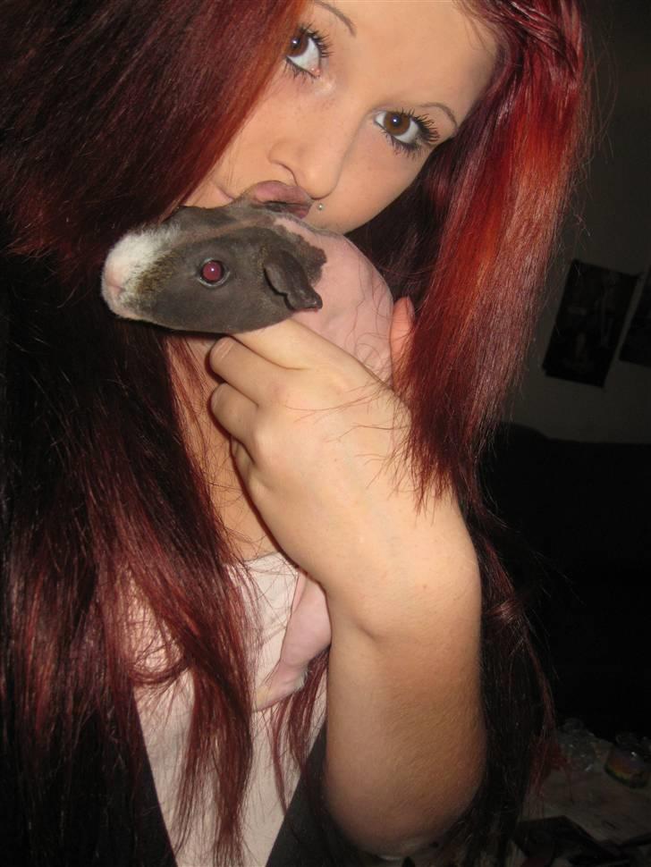 Marsvin Berta R.I.P billede 8