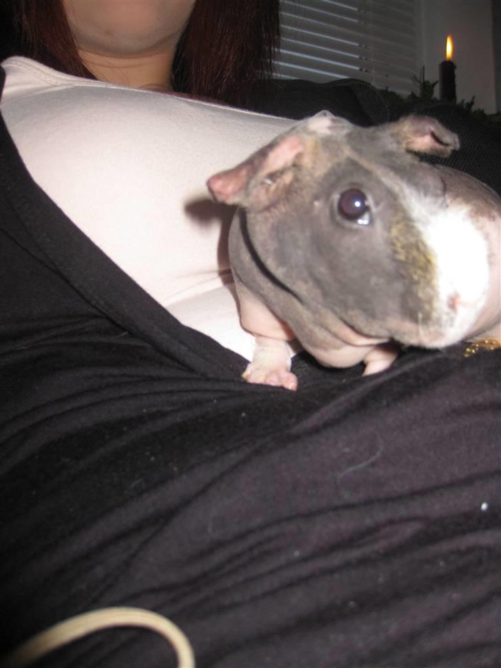 Marsvin Berta R.I.P billede 9