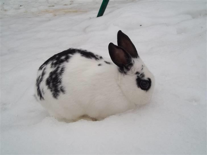 Kanin Stald trekløvers Plet  - Ude frit i haven for første gang i sneen billede 10