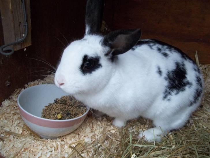 Kanin Stald trekløvers Plet  billede 12