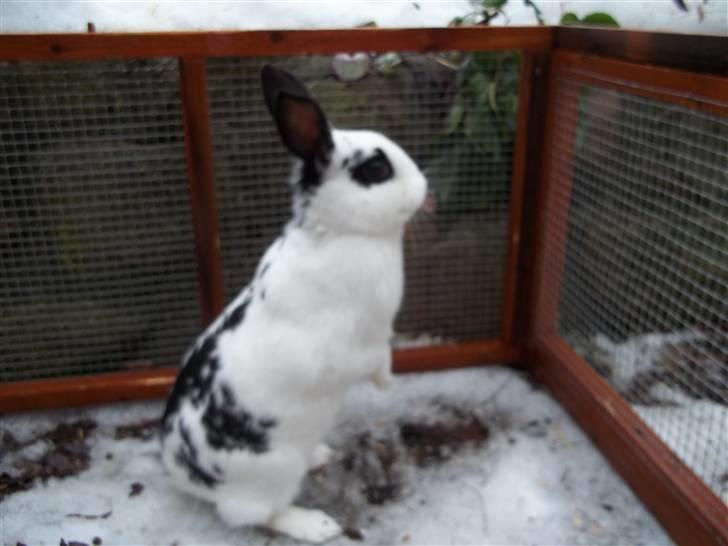 Kanin Stald trekløvers Plet  billede 13