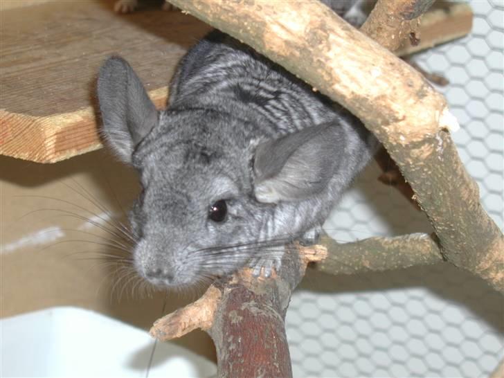 Chinchilla Chili - Min smukke Chili mus:) billede 1