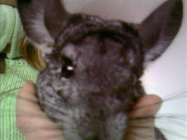 Chinchilla Chili billede 2