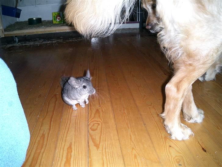 Chinchilla Chili - Chili og min gamle hund Balder billede 10