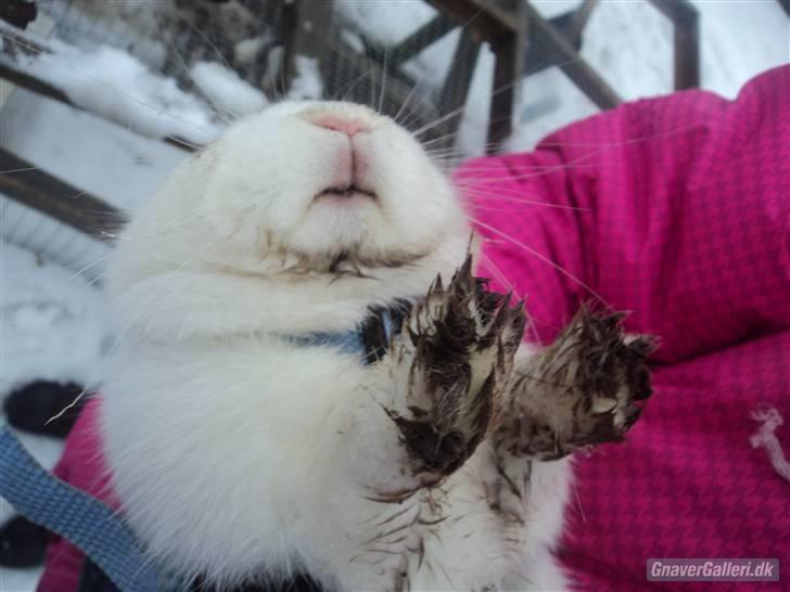 Kanin McGee - Er jeg ikke fin! det bliver mor glad for at se billede 10