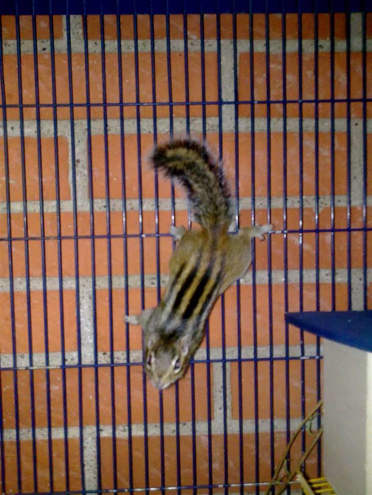 Jordegern Shrek billede 4