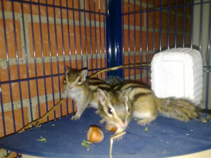 Jordegern Shrek - Shrek bagerst - Emma forrest (: . Fra da de gik sammen en overgang :D billede 6