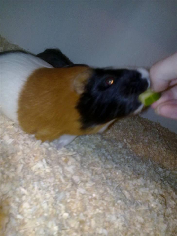 Marsvin Speedy - Gii mig! :D billede 5