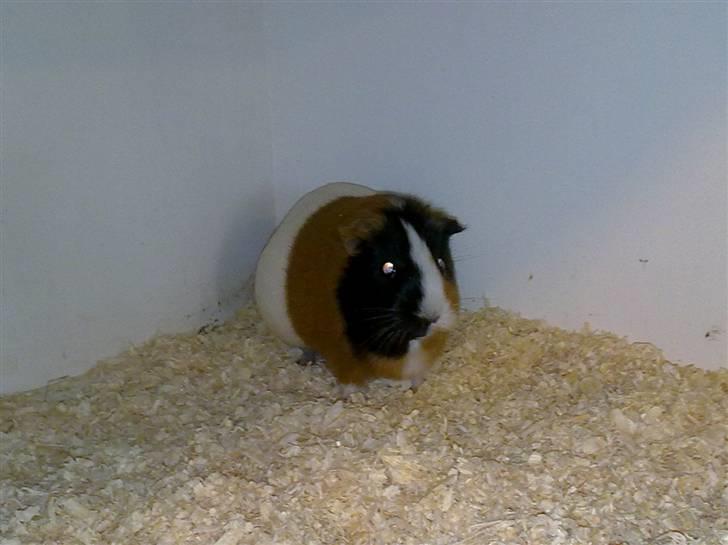 Marsvin Speedy - Hun er sleeet ikk tyk xD billede 6