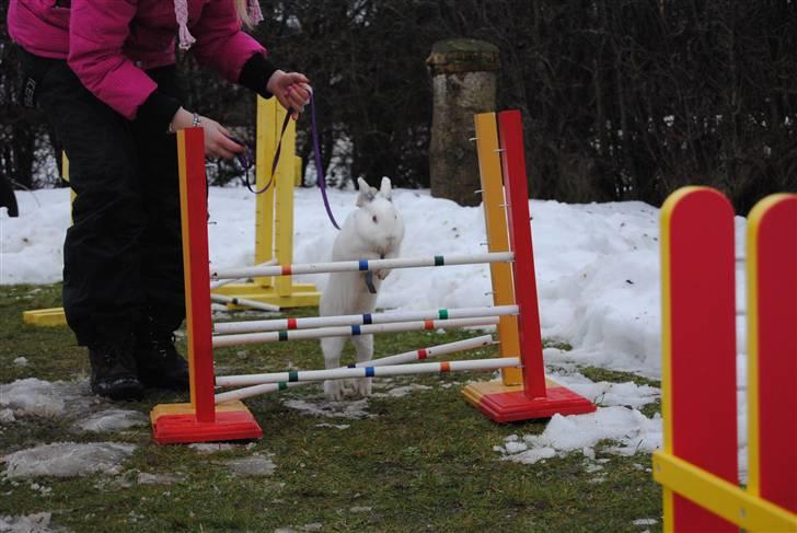 Kanin McGee - Maggsen sprang lige et spring på middelsvær højde! :D billede 11