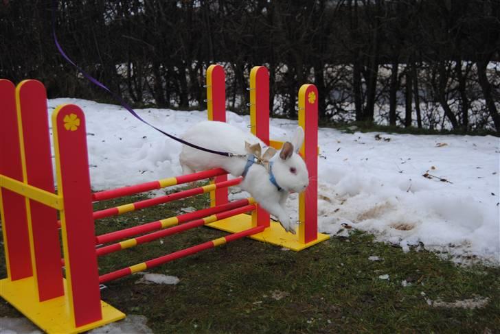 Kanin McGee - Middelsvær til hopdag (: billede 12