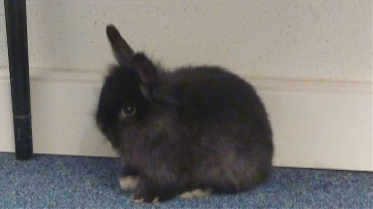 Kanin Ninus billede 6