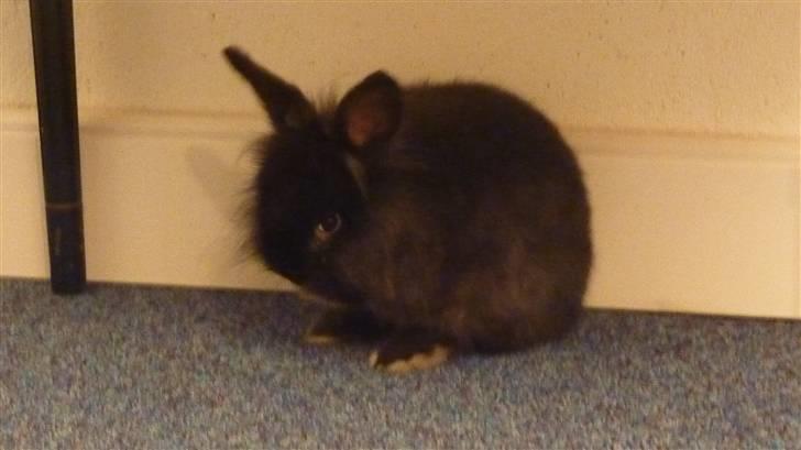 Kanin Ninus billede 8