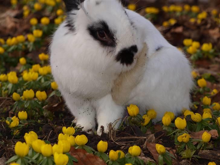 Kanin kashmir billede 12