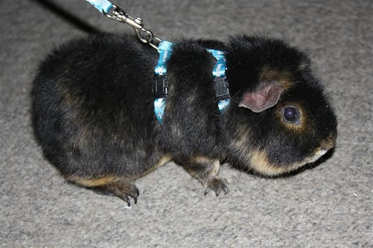 Marsvin Pjuske .RIP.<3 billede 1