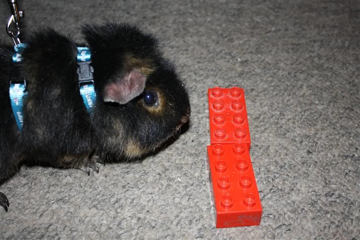 Marsvin Pjuske .RIP.<3 billede 2