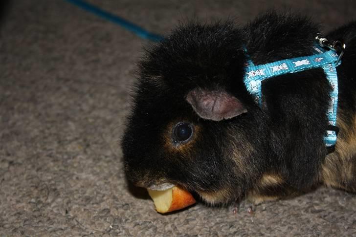 Marsvin Pjuske .RIP.<3 billede 3