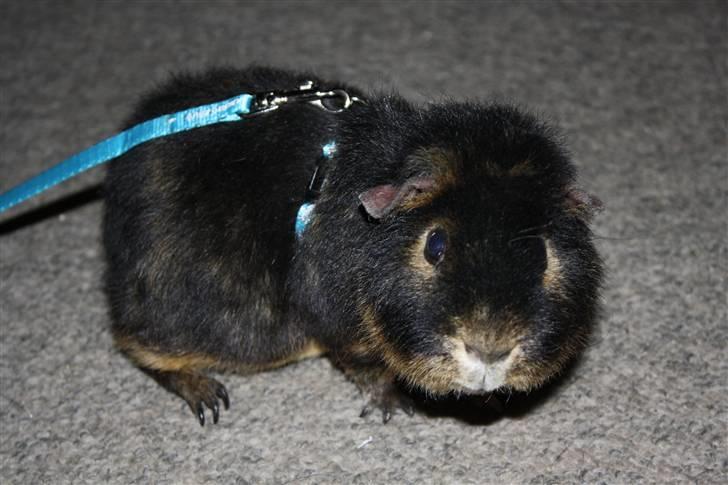 Marsvin Pjuske .RIP.<3 billede 4