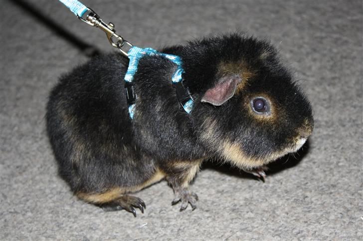 Marsvin Pjuske .RIP.<3 billede 5