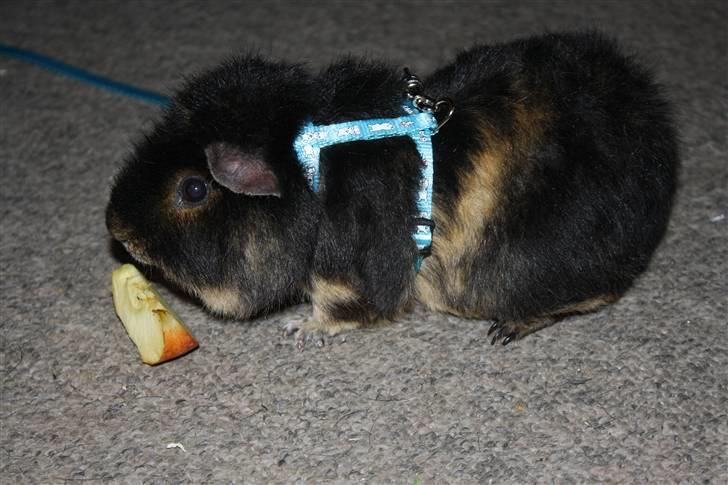 Marsvin Pjuske .RIP.<3 billede 6