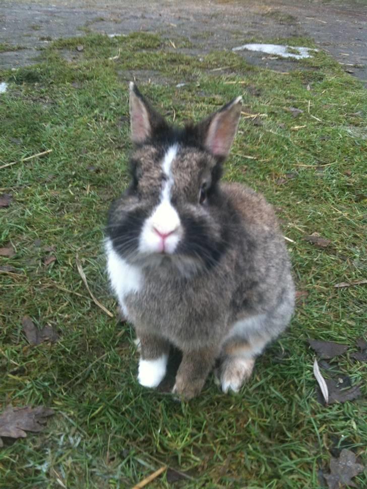 Kanin pjuske billede 4