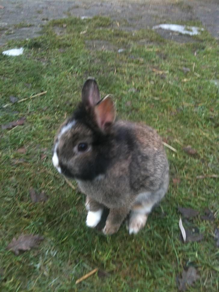 Kanin pjuske billede 5