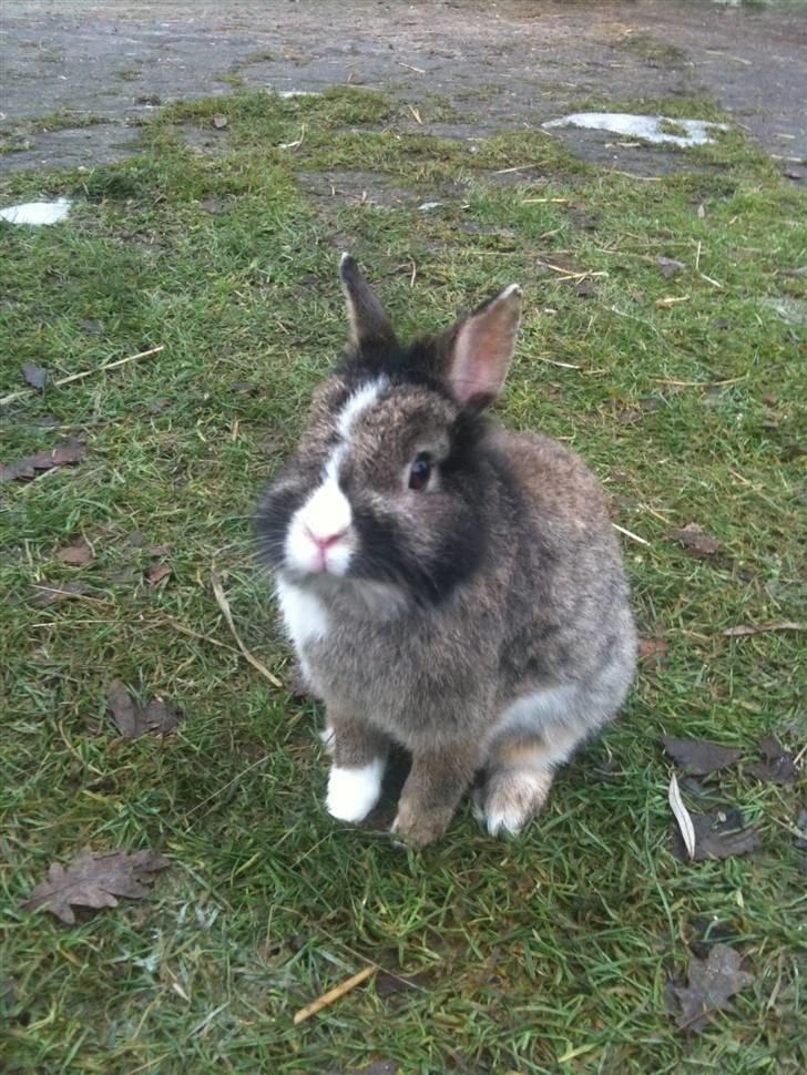 Kanin pjuske billede 6