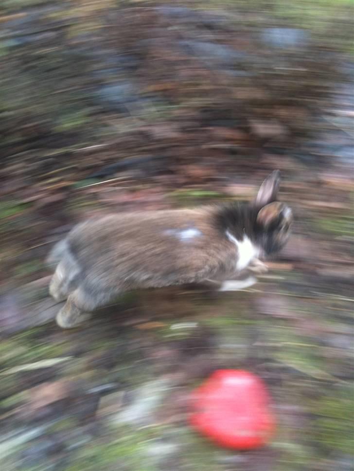 Kanin pjuske billede 7