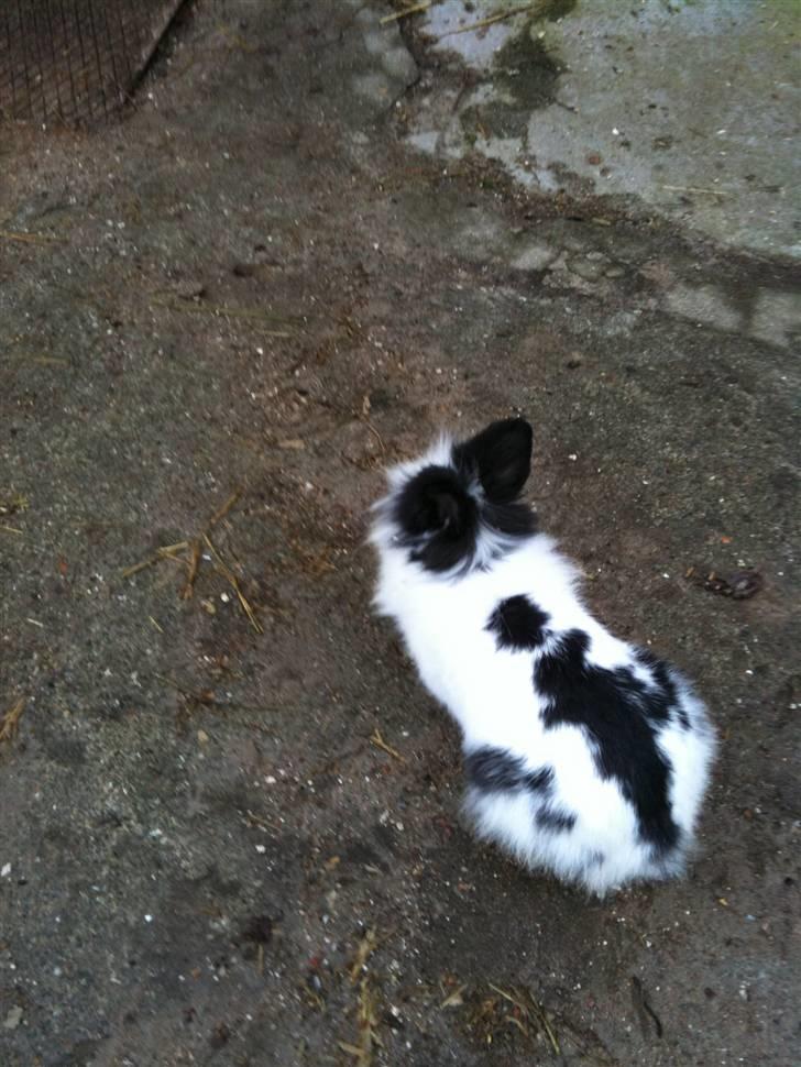 Kanin findus billede 7